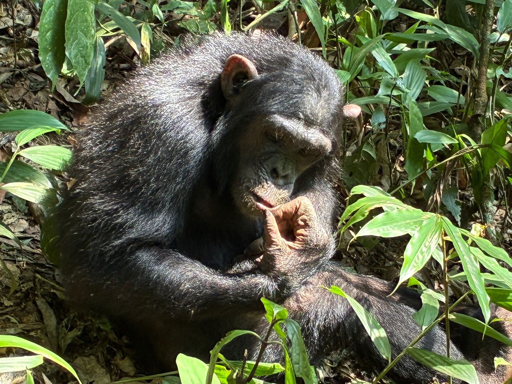 Een chimpansee zit op de bosbodem in Kibale en brengt zijn hand naar zijn mond