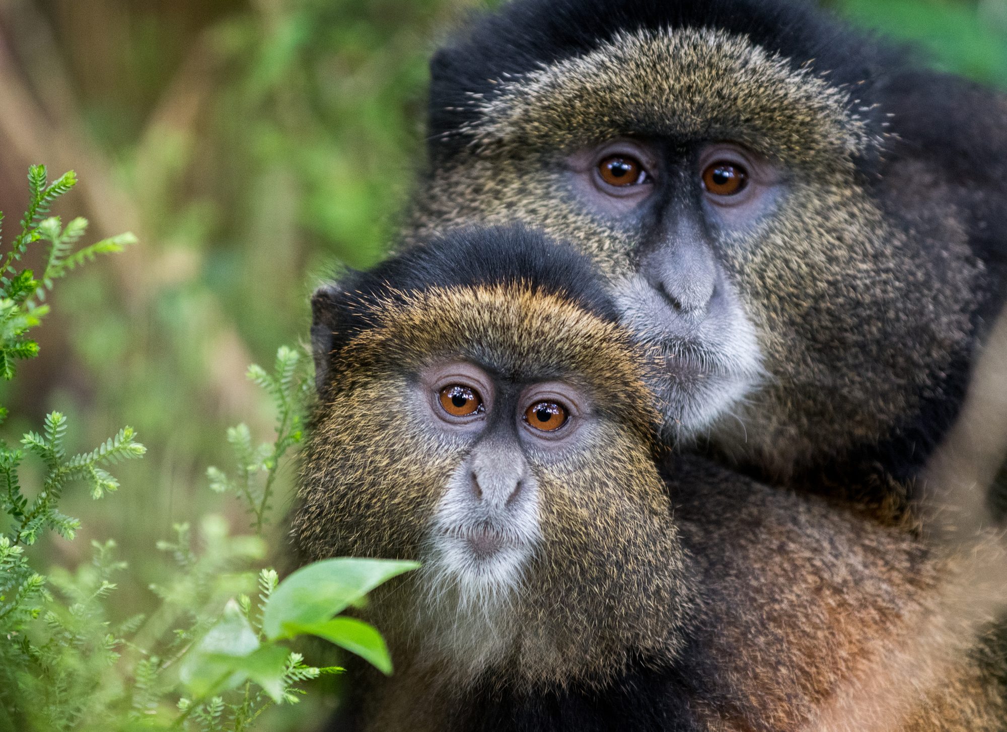 Twee golden monkeys van dichtbij in het bamboebos