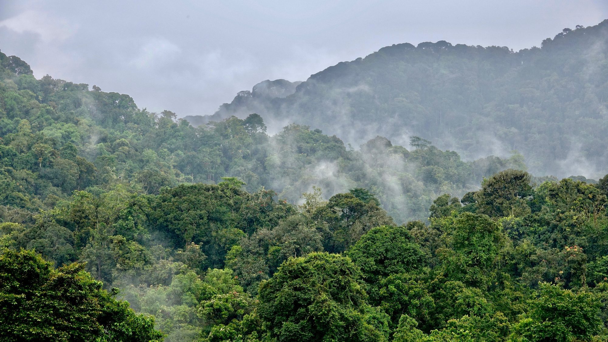Mist tussen de boomtoppen van het regenwoud van Nyungwe