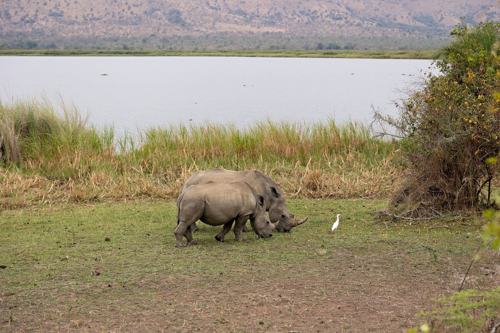 Twee witte neushoorns grazen aan de oever van een meer in Akagera
