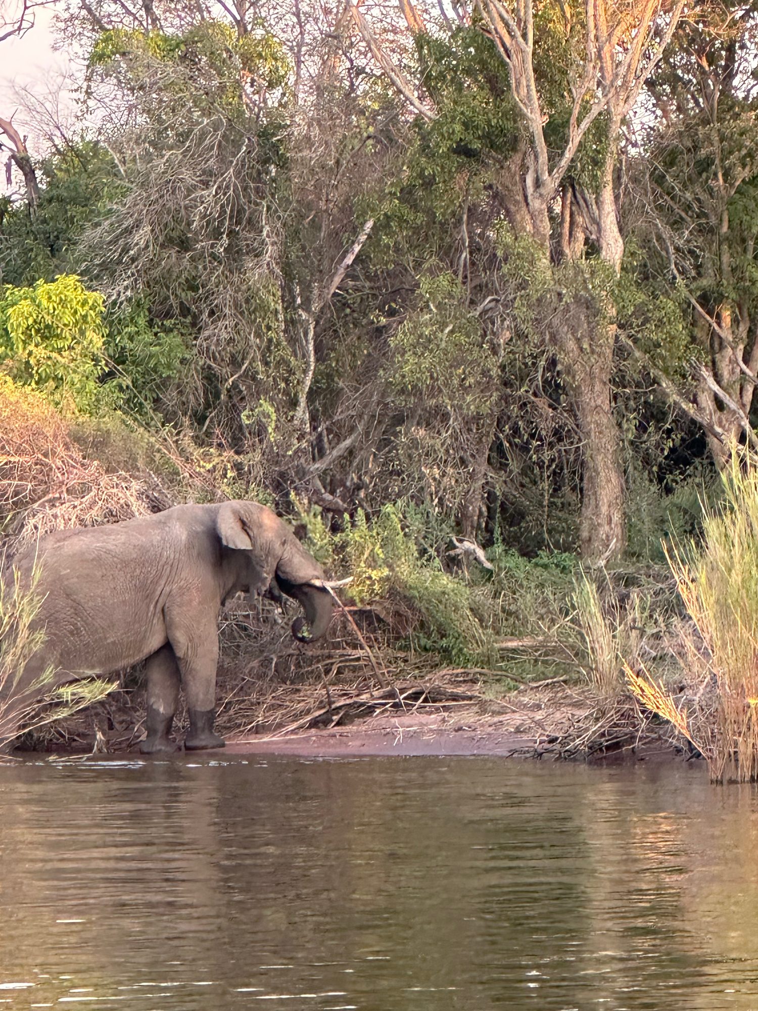 Olifant aan de oever van de rivier in Oeganda, gezien vanaf het water