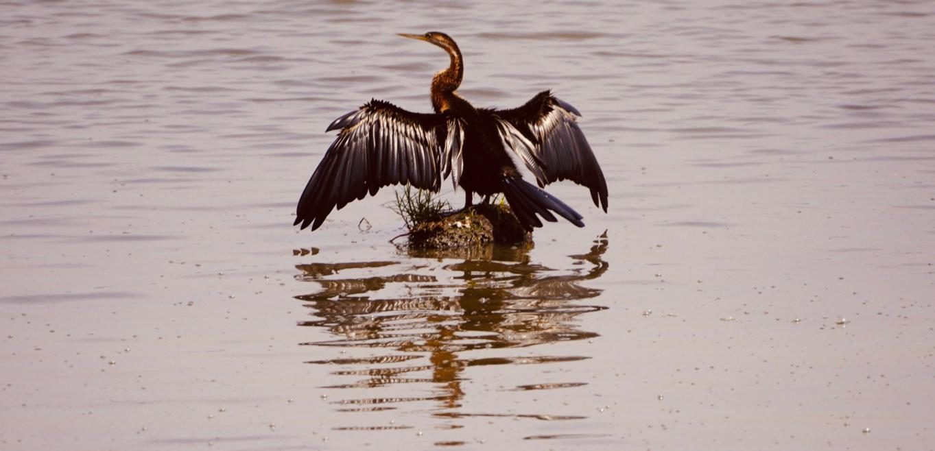 Een slangenhalsvogel droogt zijn vleugels op een steen in het water