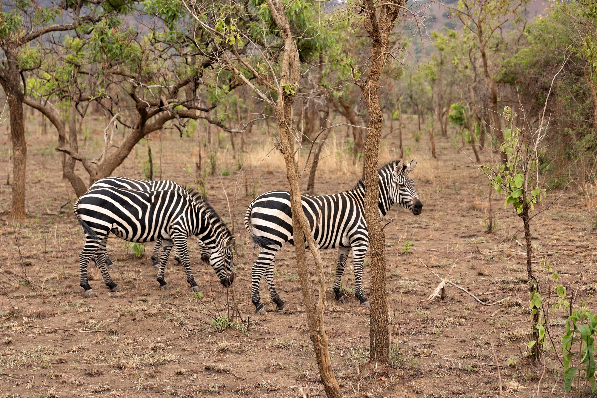 Zebra's tussen de bomen in Akagera National Park