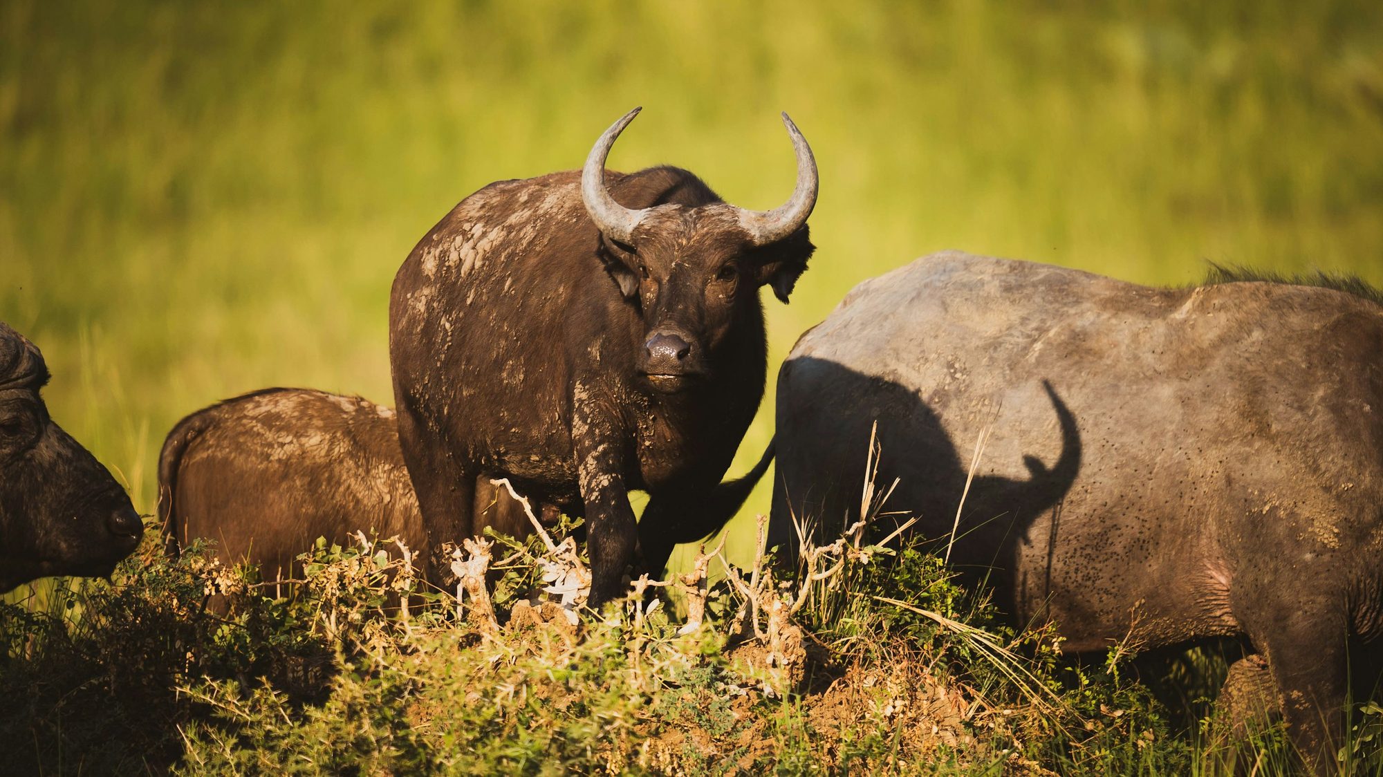 Buffels in het avondlicht op de savanne van Murchison Falls