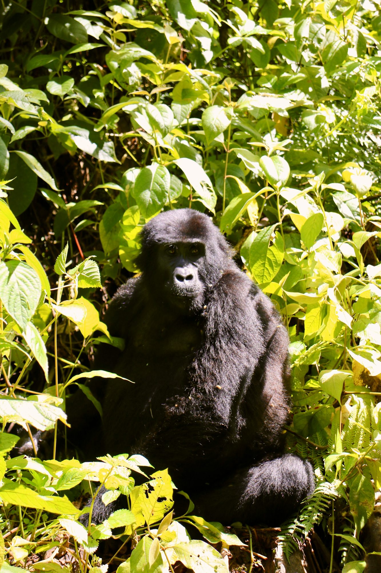 Een gorilla diep in de dichte vegetatie van Bwindi
