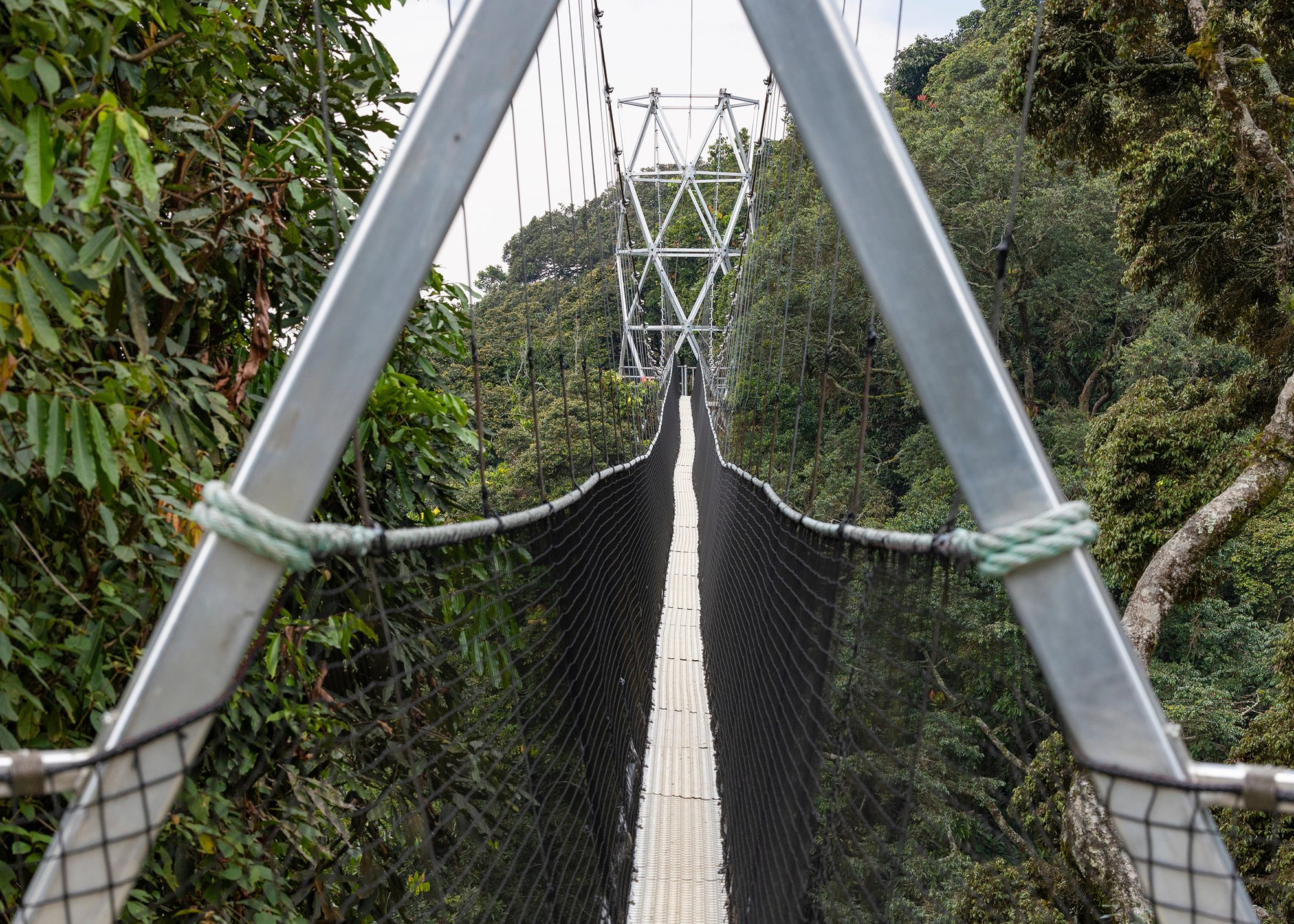 De canopy walk hoog boven het regenwoud van Nyungwe