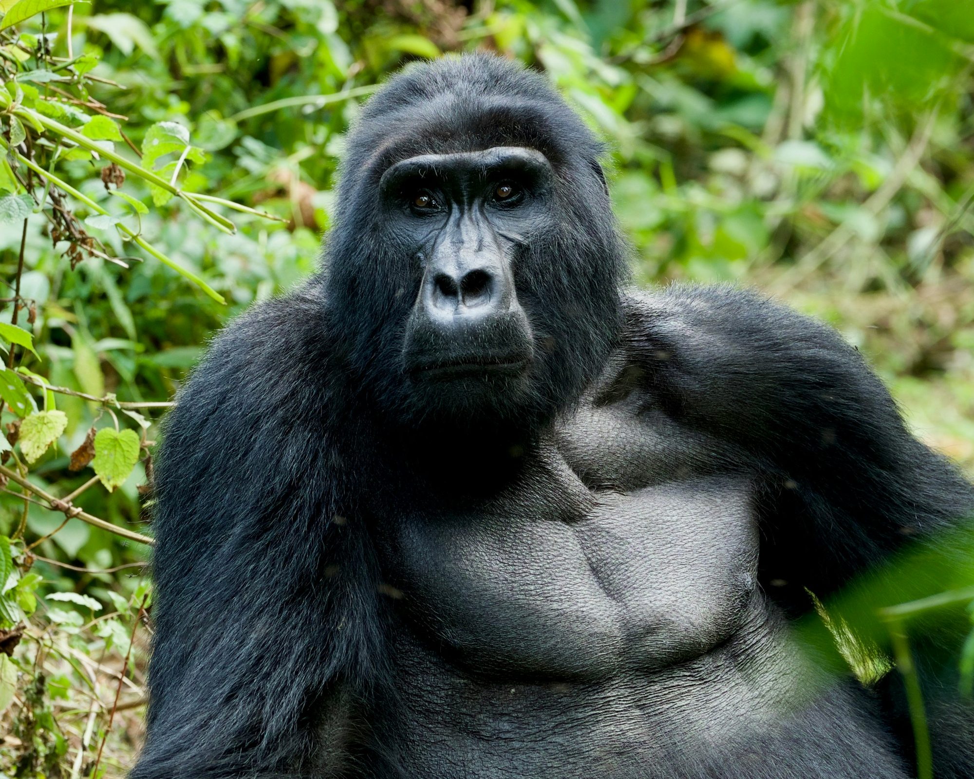 Een zilverrug in het dichte groen van Bwindi