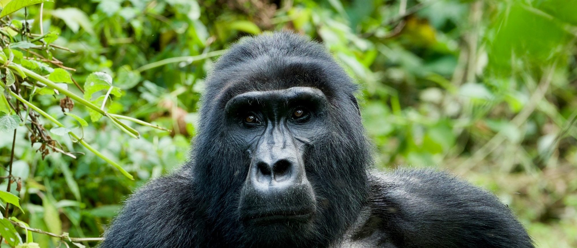Een zilverrug in het dichte groen van Bwindi