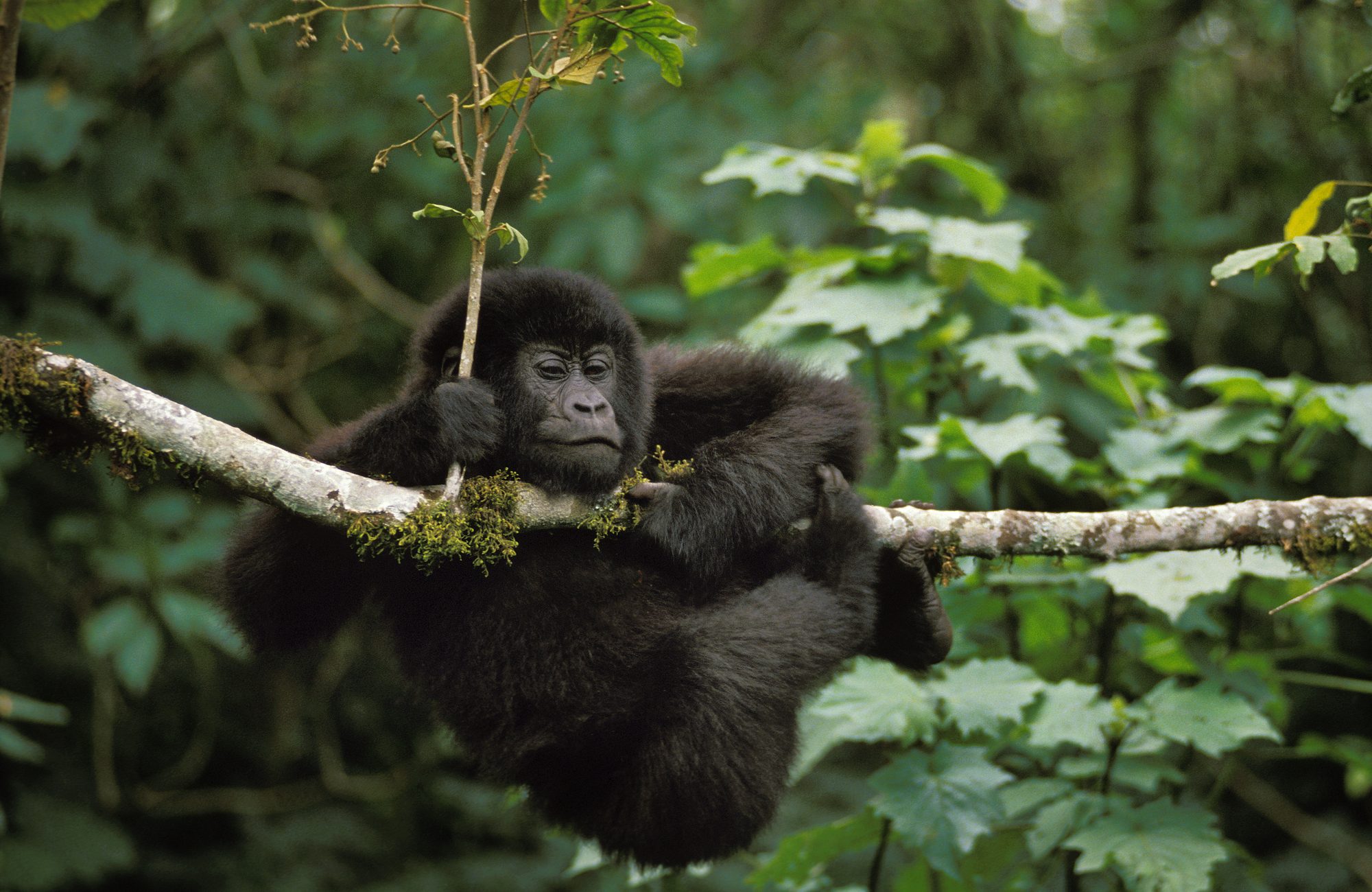 Jonge berggorilla op een tak in Volcanoes National Park, Rwanda