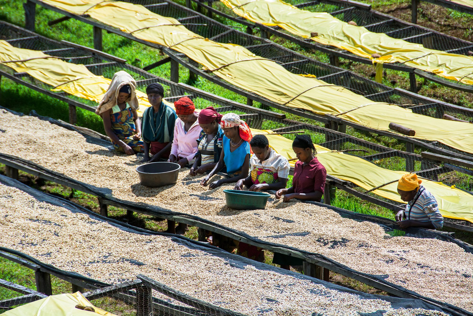 Koffiepluk in de heuvels bij Lake Kivu