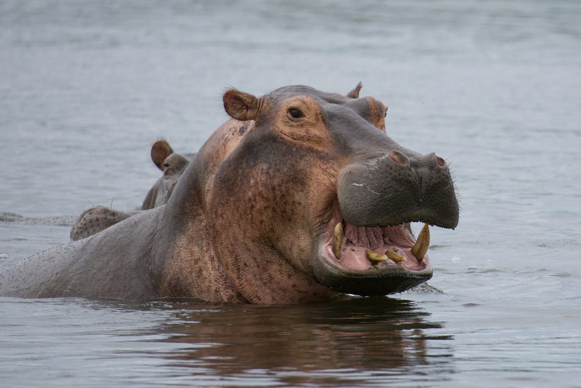 Een nijlpaard met open bek in het Kazinga Channel