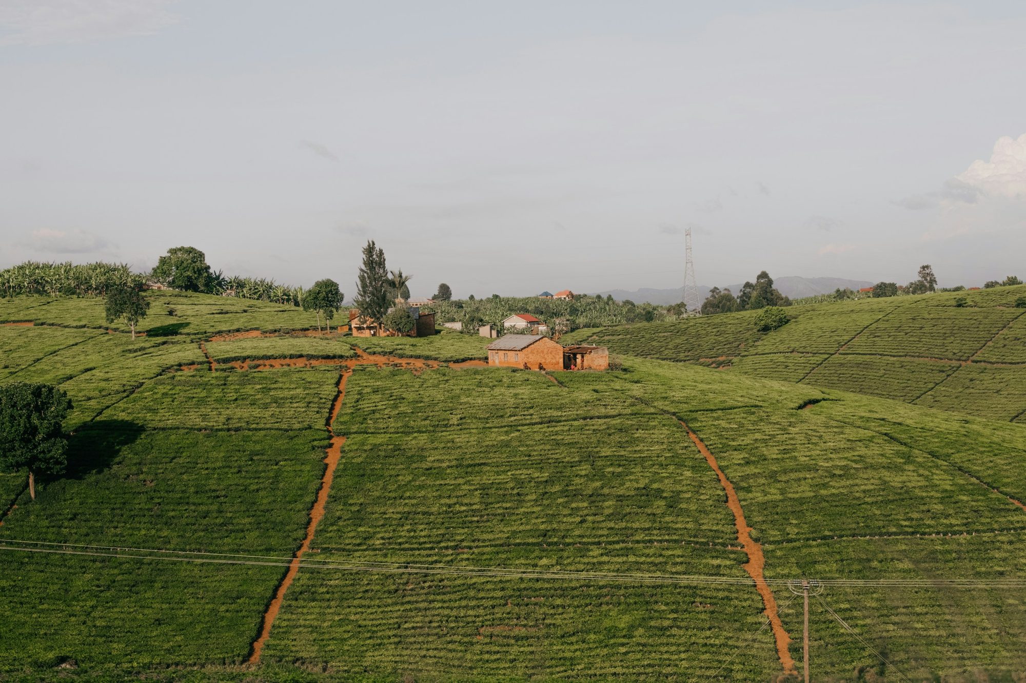 Glooiende theevelden bij Fort Portal